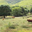 Grazing cows in Antigua's countryside