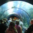 Caribbean tunnel at Aquarium of the Americas Photo - Audubon Aquarium of the Americas, New Orleans, Louisiana 