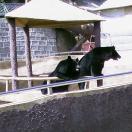 Great Wall of China (The), Mutianyu