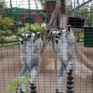 Ardastra Gardens, Zoo & Conservation Centre