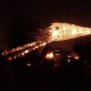 Long live the Squid! Photo - Baltimore, Maryland 