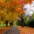 Wonder-Fall: Celebrating the Season Photo