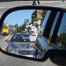 A Little Bunny Froufrou Photo