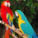 D_a_n: Back, but Lost in the Wilds of Marco Island Photo