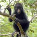 10 Great Places to Spot Monkeys at Play Photo