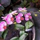 Drever Serves Up a Singapore Spring Photo