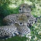 TravelingD's Tanzania Safari Turns Heads Photo