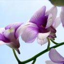 A Favorite Storyteller Shares Tales from Malaysia Photo