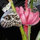 Celebrating International Biodiversity Day Photo