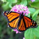 Mission: Migrating Monarch Butterflies Photo