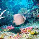 OK Coral: International Year of the Reef Photo