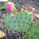 Sweet Spots & Prickly Places for Valentine's Day Photo