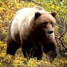 Traveler of the Week Captures Wild Alaska Photo