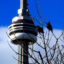 A Winter Weekend in Toronto Photo