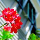 The Secret Key West Photo