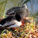 Photos of the Week: Rest Easy Photo