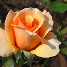 Celebrate Valentine’s with Gifts and Discounts Photo