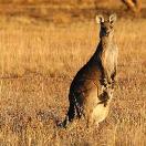 Photos of the Week: Animals of Australia Photo
