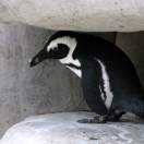 Photos of the Week: Animals on Parade Photo