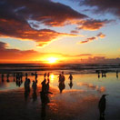 It’s Tickle a Penguin Day Photo