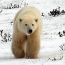 Visiting Manitoba in Search of Polar Bears Photo
