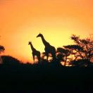 Intro to Africa: Eight Countries for First-Timers Photo