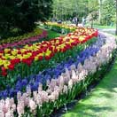 April Showers Bring These May Flowers Photo