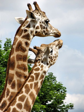 10 of our Favorite Animal Photos – Say Cheese! Photo