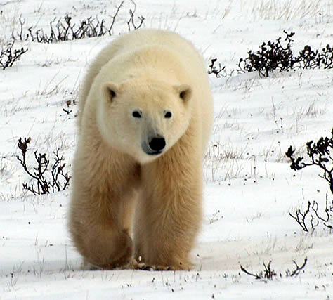 Visiting Manitoba in Search of Polar Bears Photo